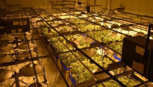 Cannabis Product Labeling